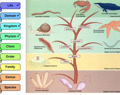 From Squishy to Smart: Animal Phyla Exploration